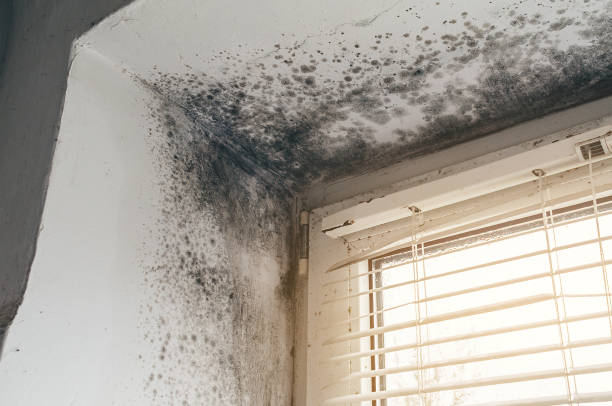 Affordable Black Mold Remediation solutions in Ridgewood, NJ